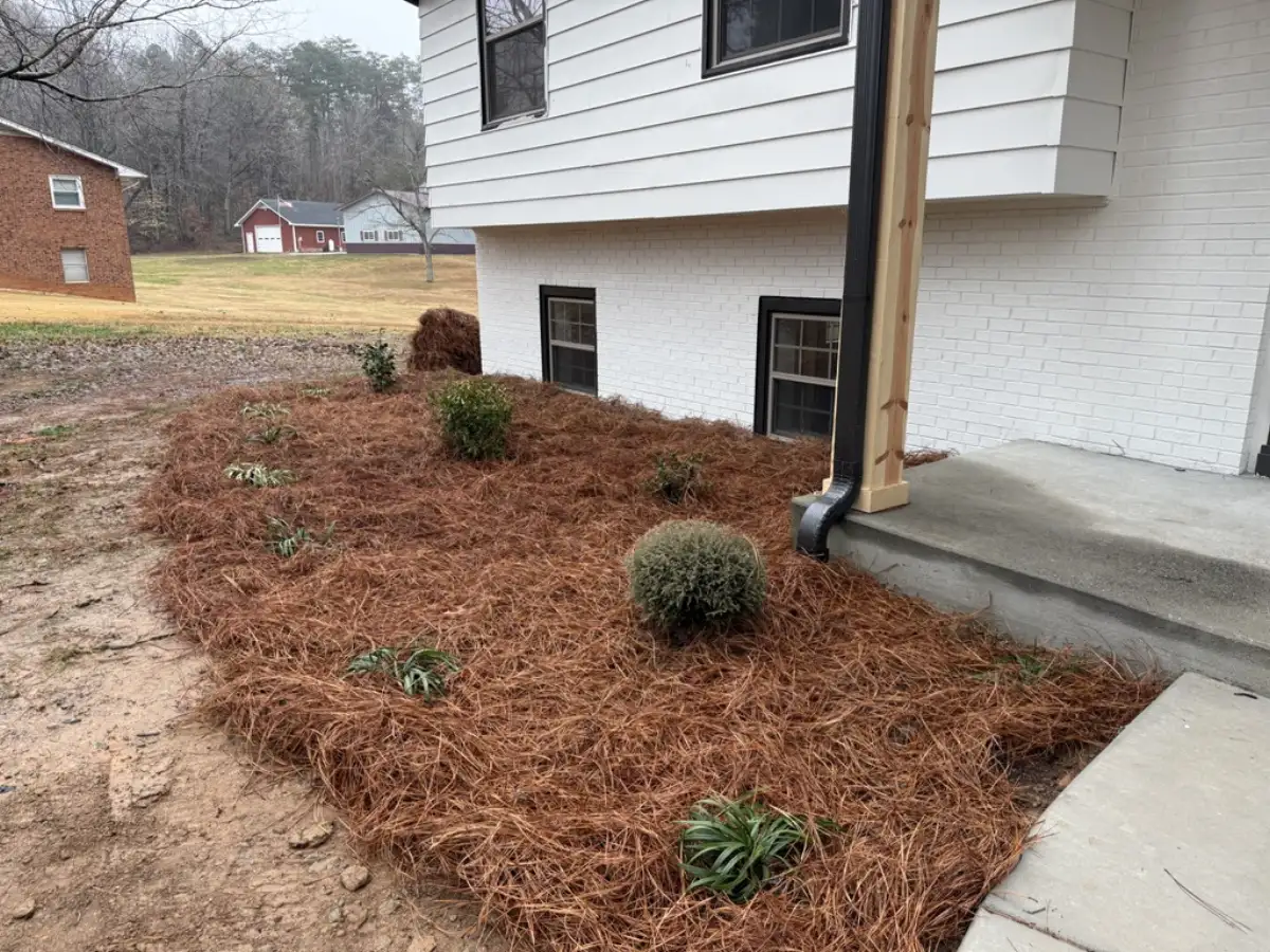 Pine straw installation near Pilot Mountain NC